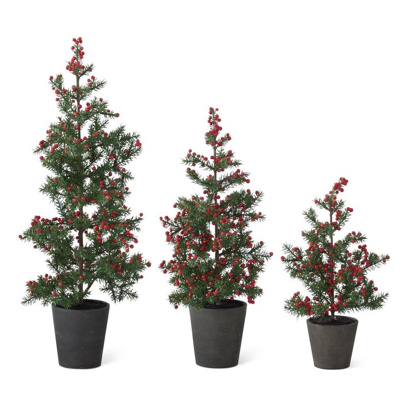 Juniper Pine Tree in Pot