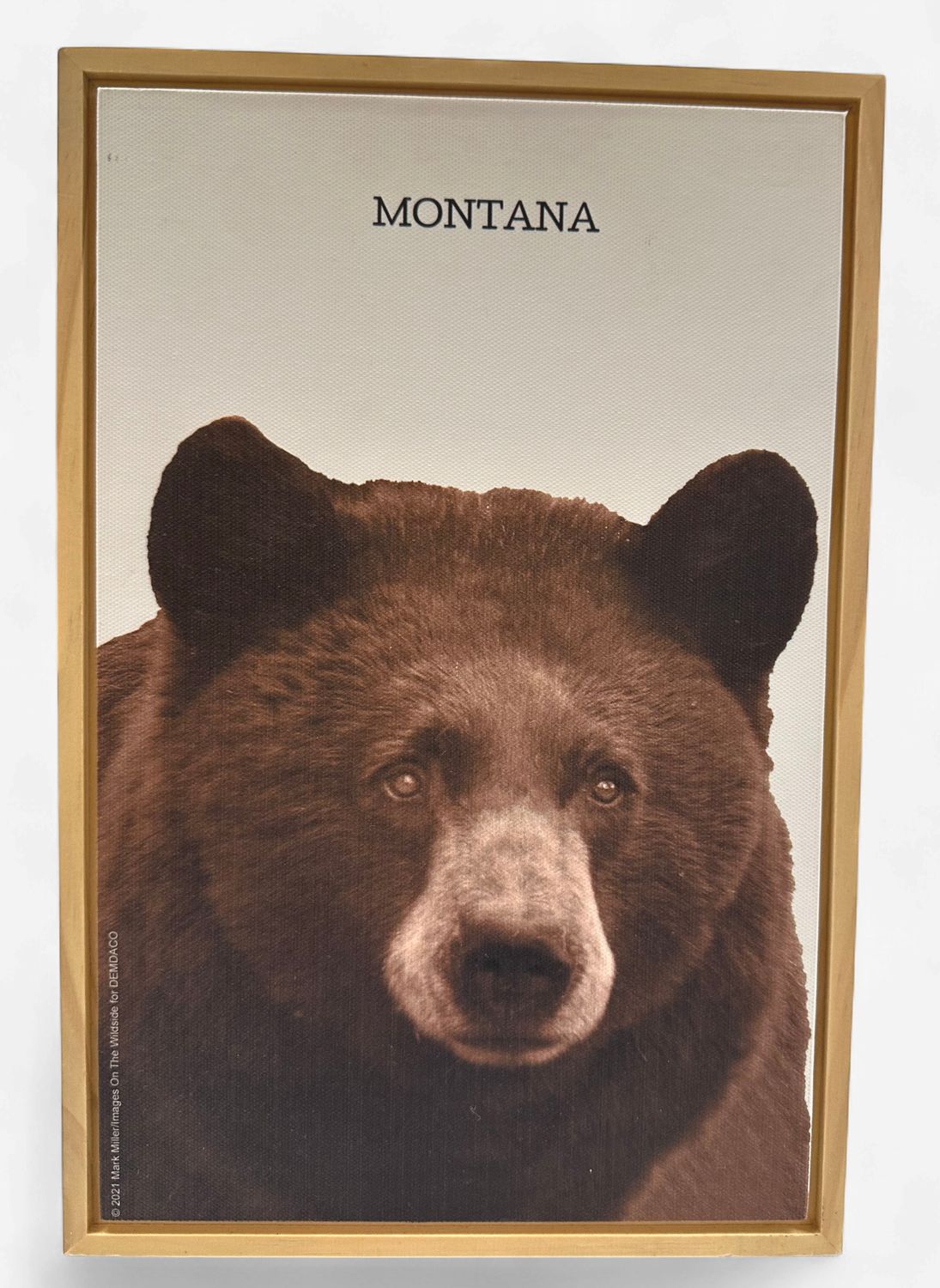 Black Bear Wall Art (Box) - Canvas