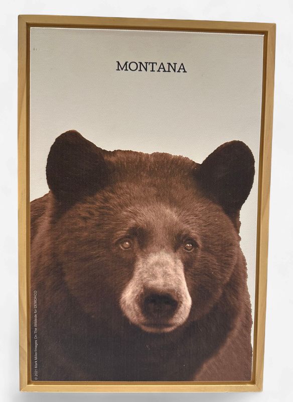Black Bear Wall Art (Box) - Canvas