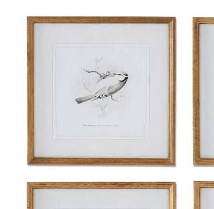 Bird Sketch - Framed Print