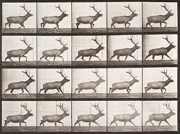 Print Elk Trotting
