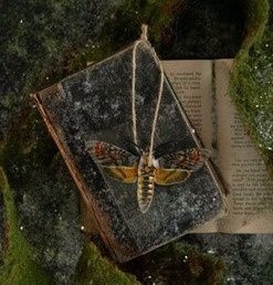 Ornament Hawk Moth
