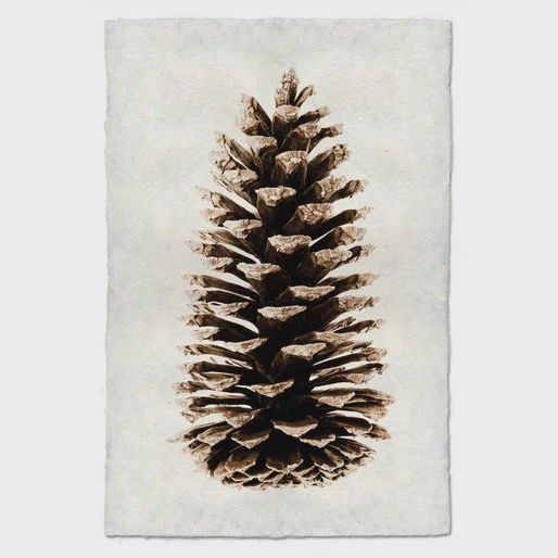 Print Loblolly Pine Black on Linen Shadowbox