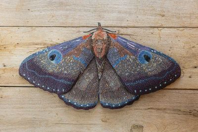 Giant Silk Moth - Object Art