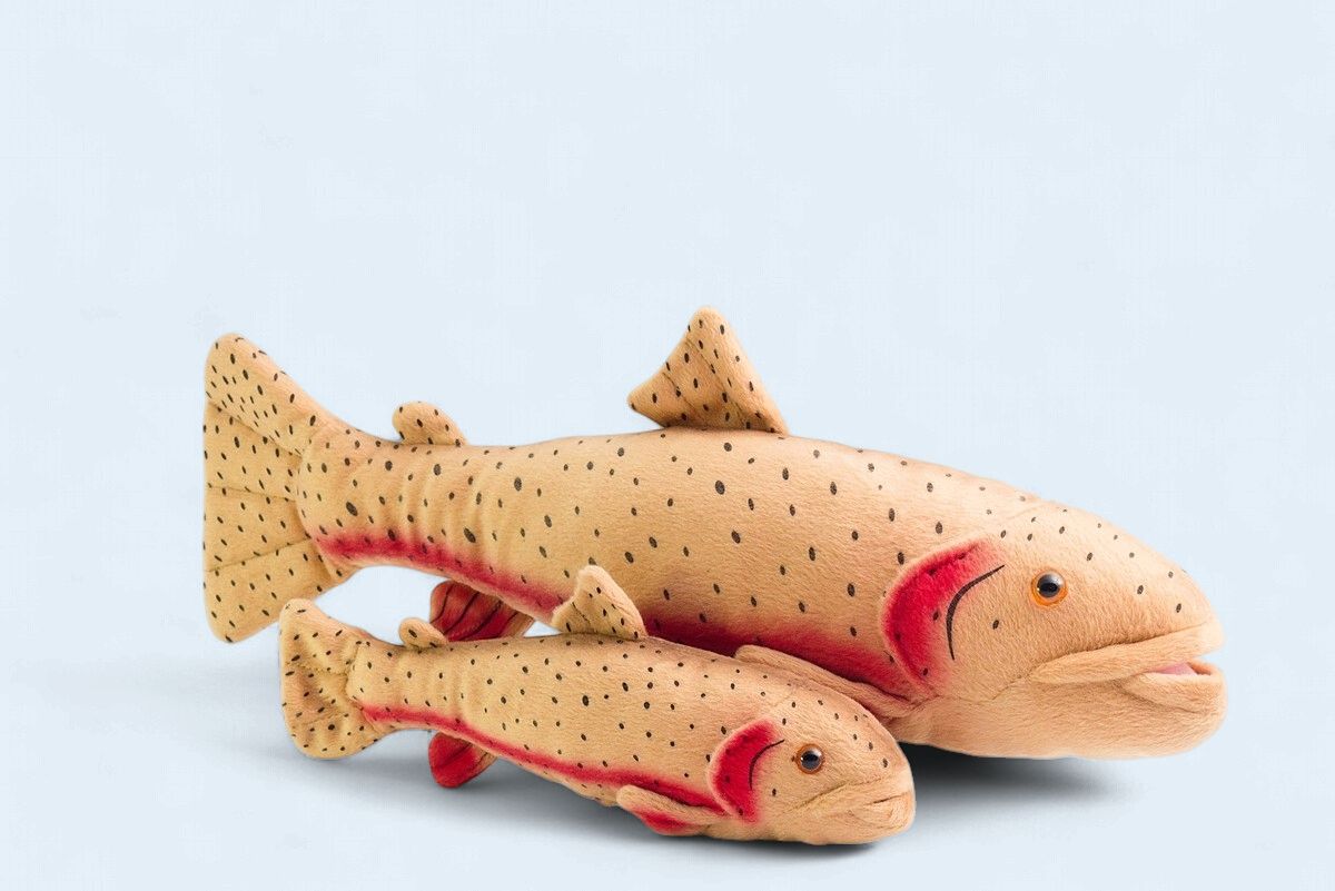 Cutthroat Trout