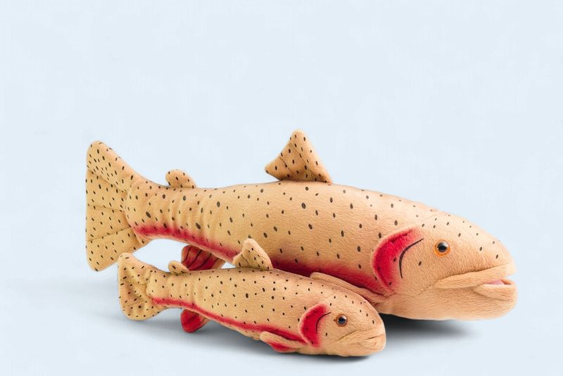 Cutthroat Trout