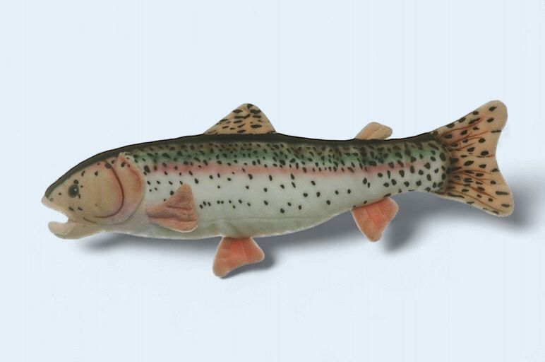 Rainbow Trout