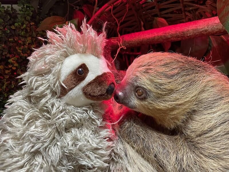 Sloth Plushie