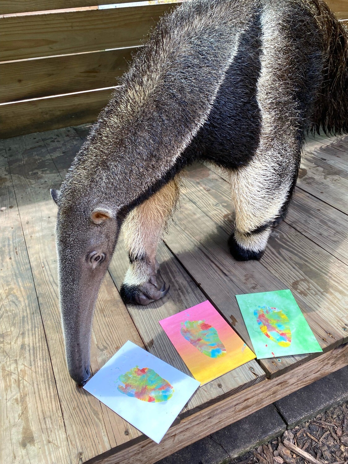 Giant Anteater Paw Print Painting