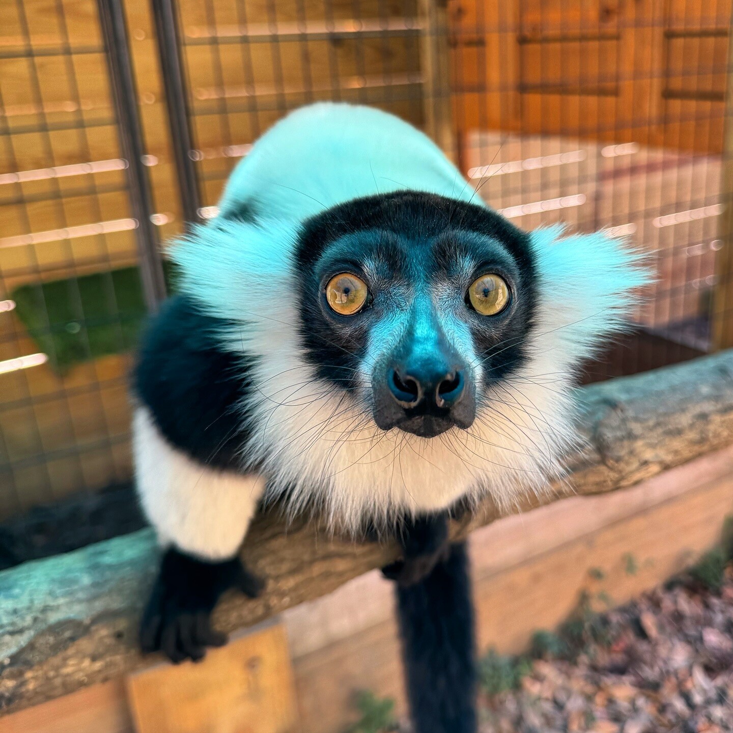 Personalized Animal Greeting Video