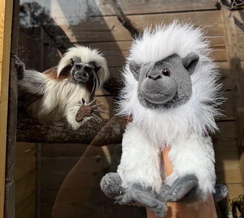 Tamarin Monkey Plushie