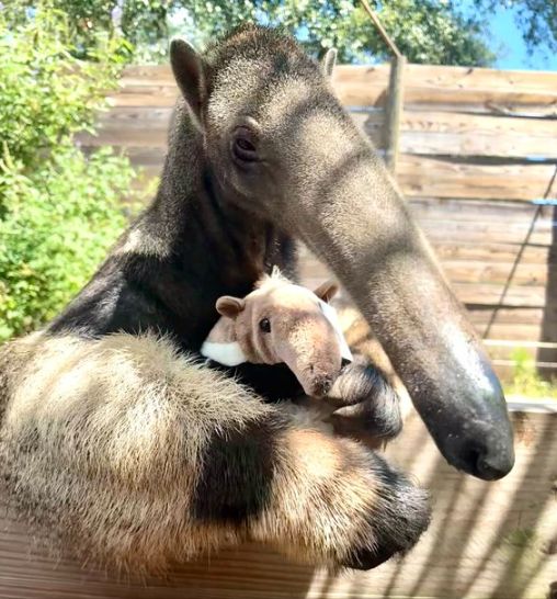 Giant Anteater Plushie