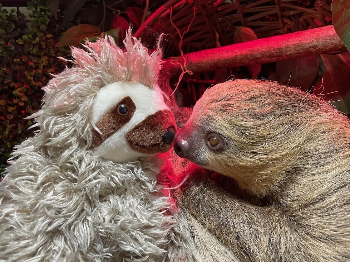 Sloth Plushie