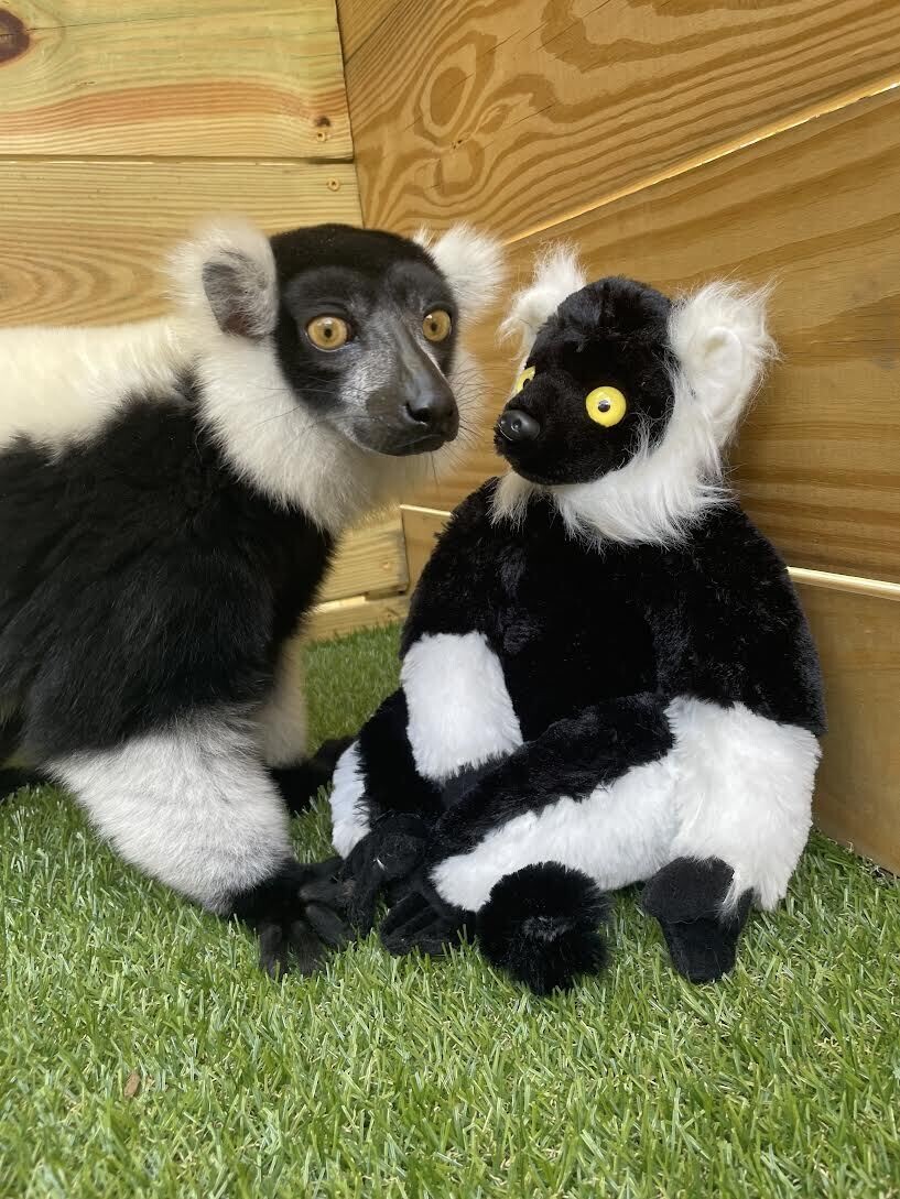 Ruffed Lemur Plushie