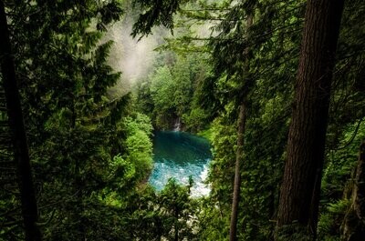 Ancient Forest