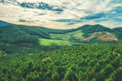 Regenerative carbon