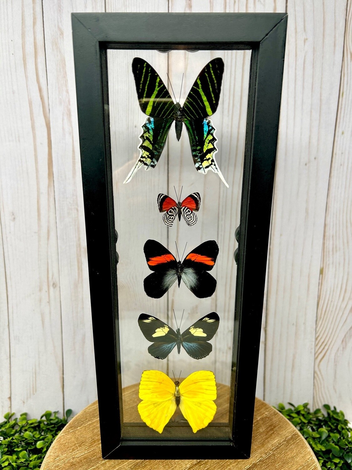 Butterfly 5 Assorted Display