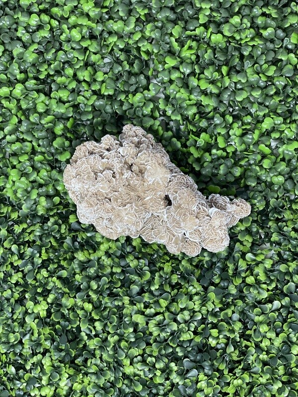 Desert Rose Cluster-100