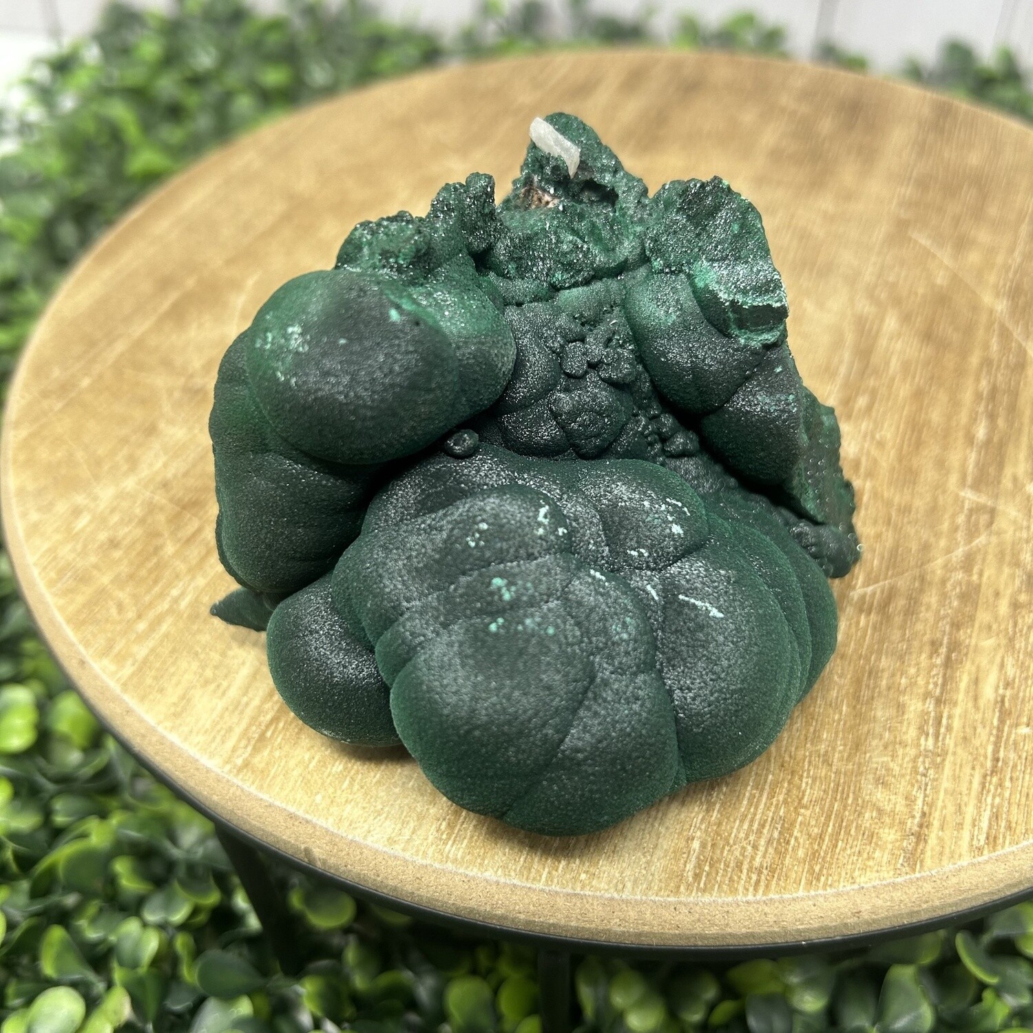 Velvet Malachite 4&quot;