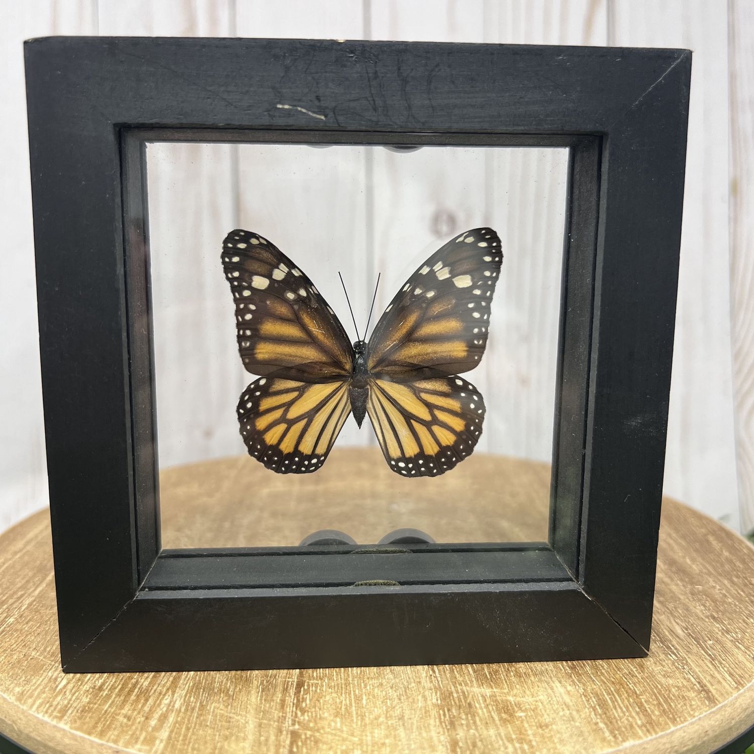 Monarch Butterfly