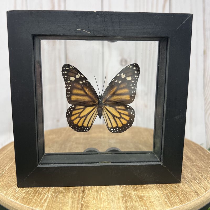Monarch Butterfly