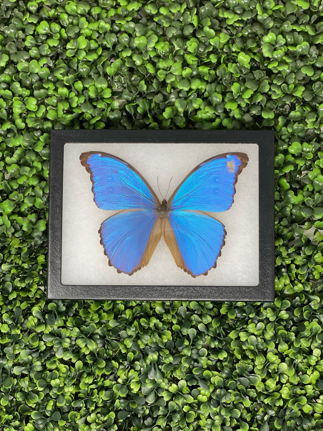 Blue Morpho Butterfly Frame