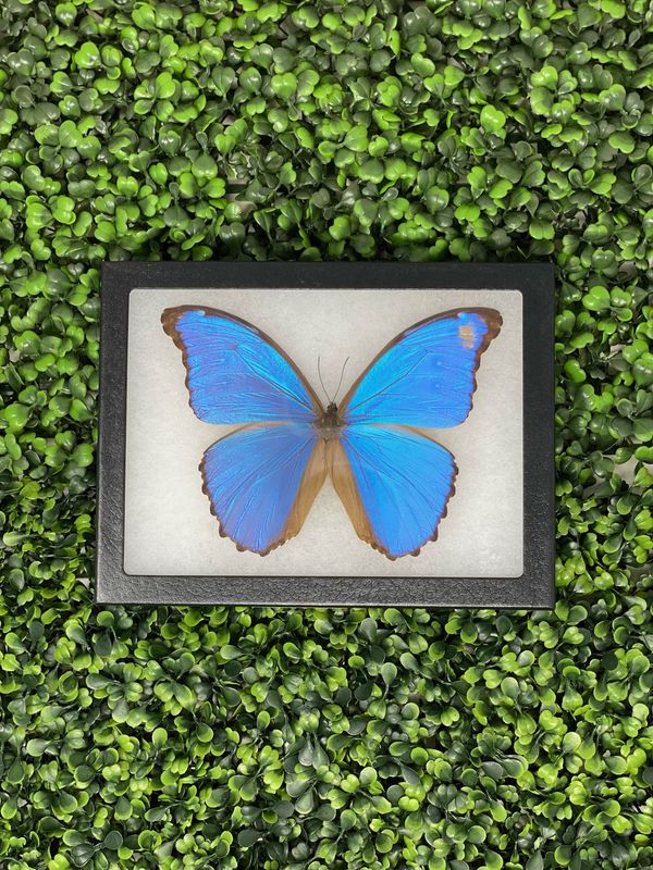 Blue Morpho Butterfly Frame