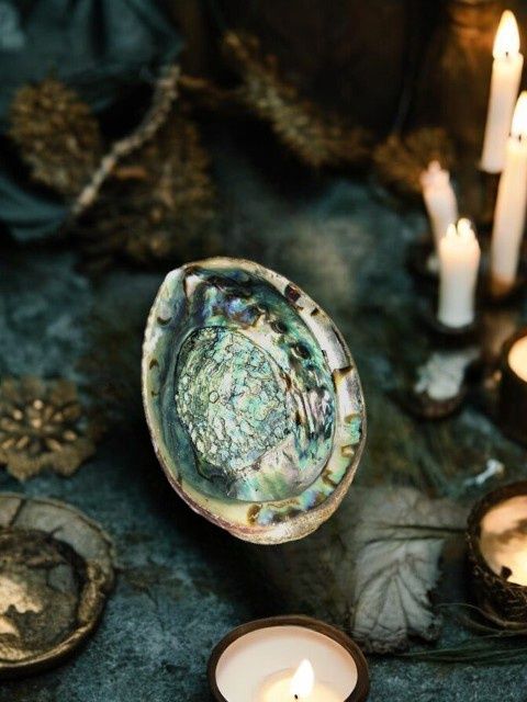 Abalone Shells