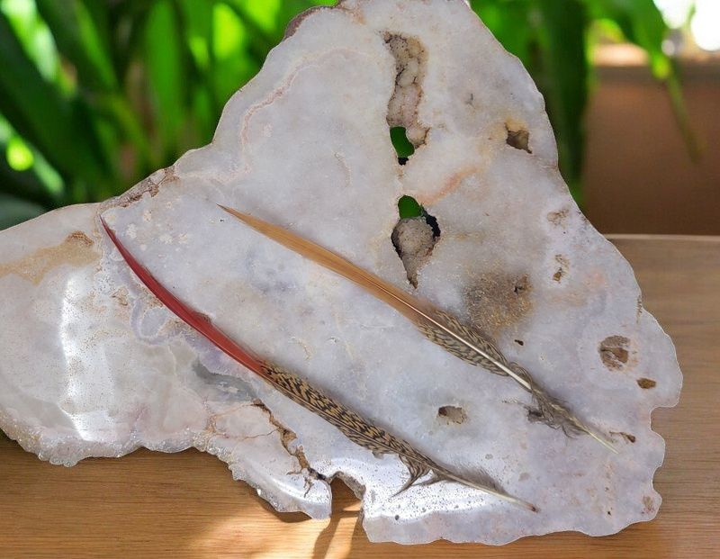 Gold Pheasant Feather
