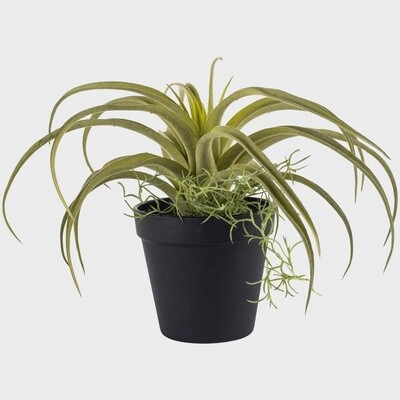 Tillandsia in Pot