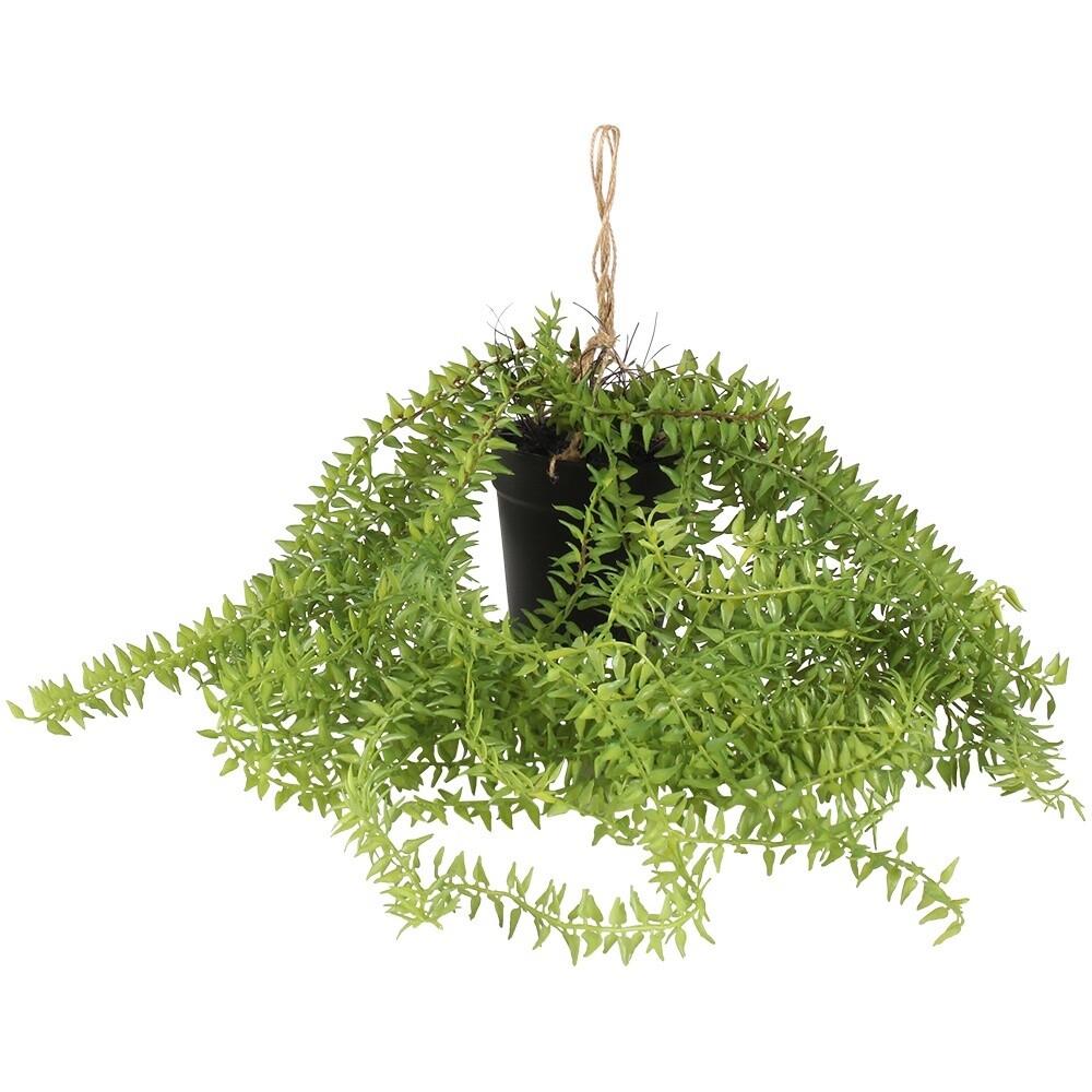 Green Senecio in Pot