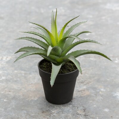 Aloe Pot