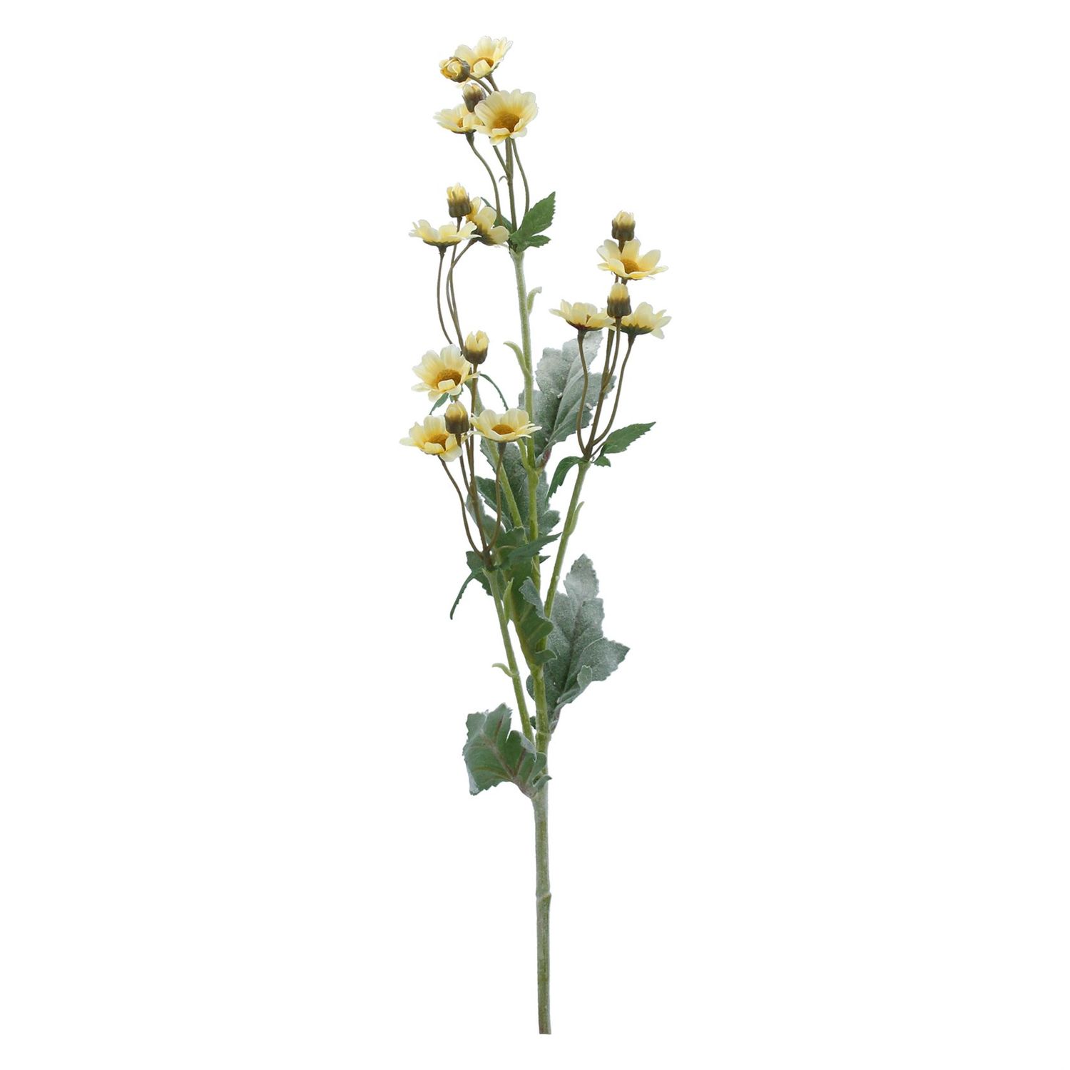 Cream Wild Daisy Spray