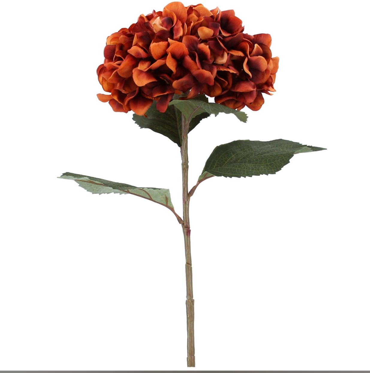 Mahogany Giant Hydrangea Stem