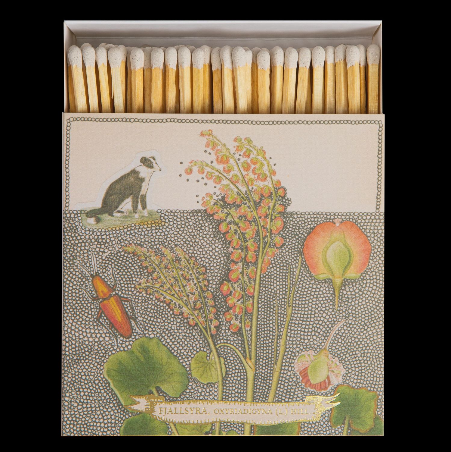 Chien Botanical Drawing Match Box