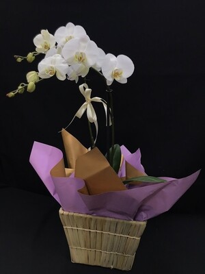 Orquídea en cesto.