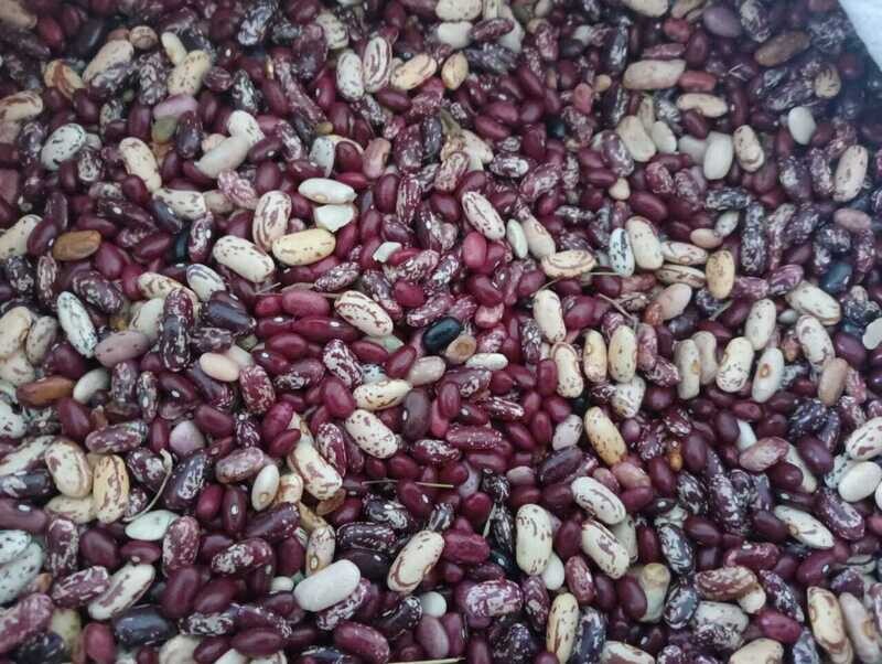 Rajma