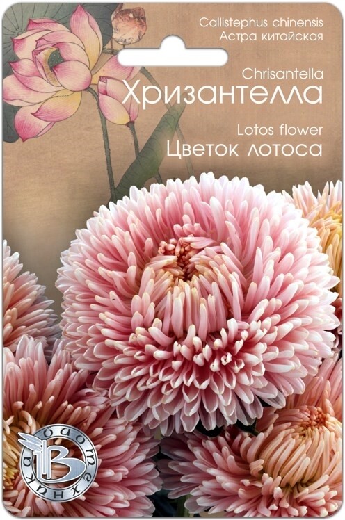 Хризантелла Цветок лотоса