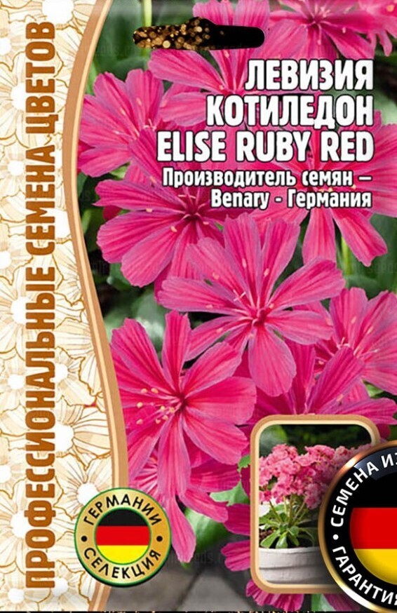 Левизия котиледон Elise Ruby Red