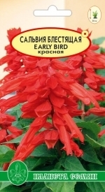 Сальвия блестящая красная EARLY BIRD