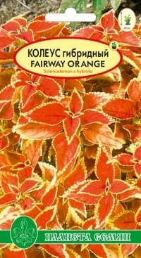 Колеус гибридный Fairwey Orange F1
