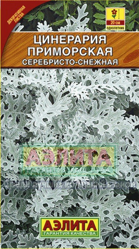 Цинерария приморская серебристо-снежная