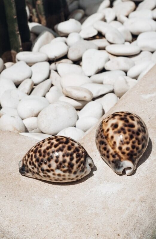Concha decorativa CYPRAEA TIGRIS
