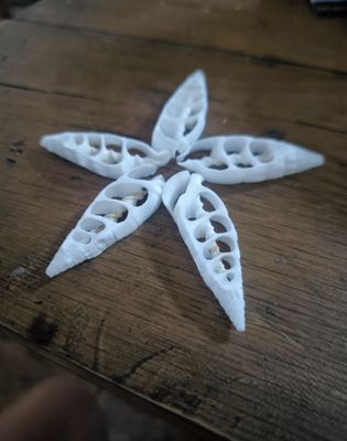 Caracolas marinas RHINOCLAVIS VERTAGUS en RODAJAS
