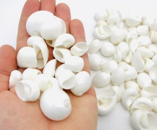 Concha blanca Polinices.