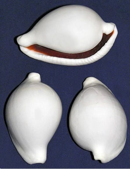 CONCHAS de Cowrie ovula ovum