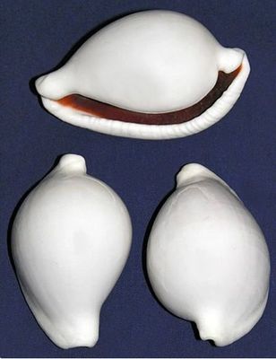 CONCHAS de Cowrie ovula ovum