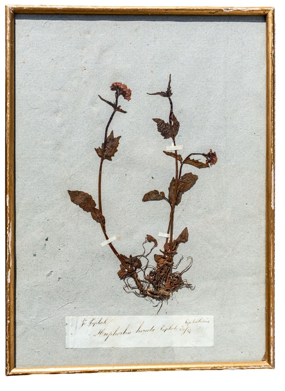Antique French Framed Herbarium Specimen - Euphorbia (Spurge)