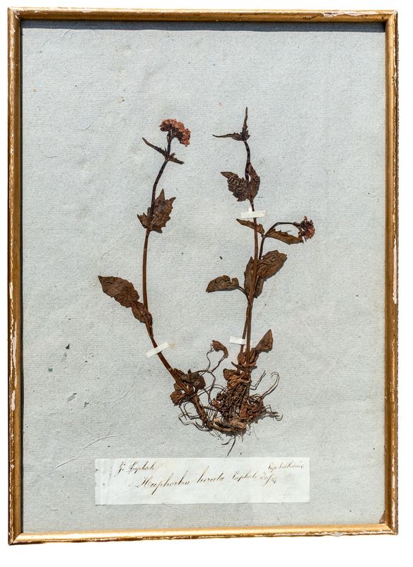 Antique French Framed Herbarium Specimen - Euphorbia (Spurge)