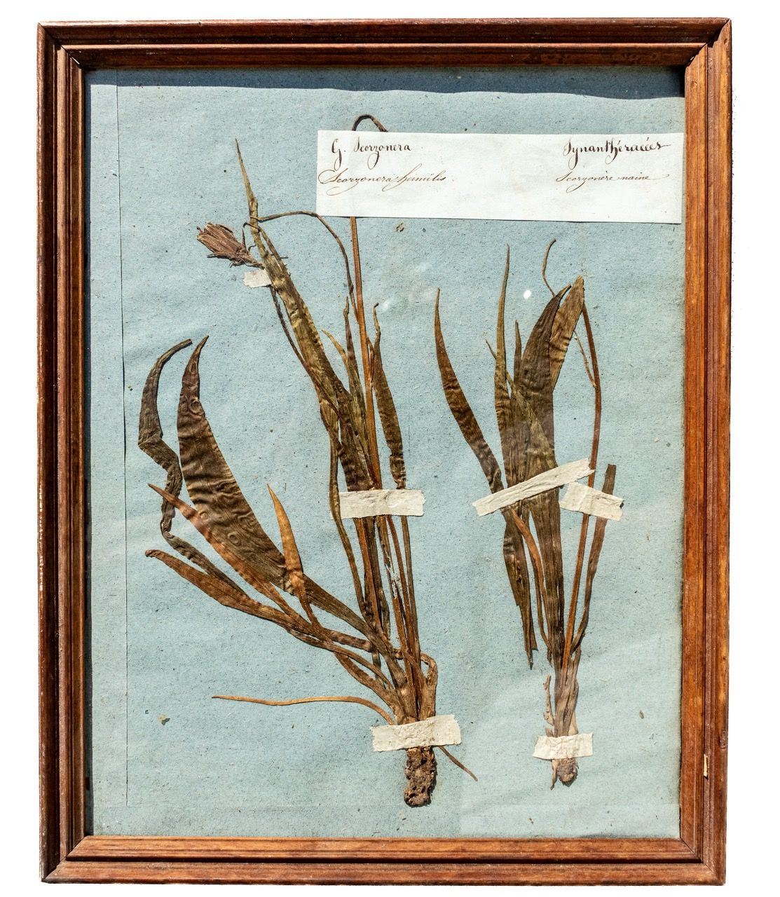 Antique French Framed Herbarium Specimen - Scorzonera humilis